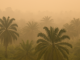 Think tank warns Asean haze risk may grow amid climbing palm oil prices and policy-driven expansion